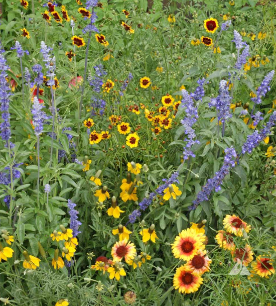 Wildflower Mix DRY AREA MIX w/Perennials Full Sun Pollinators Non-GMO 1000 Seeds