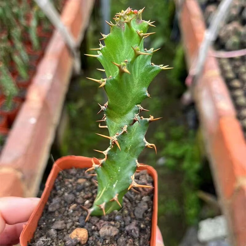 3PCS 8CM Succulent Cactus Plant Euphorbia Groenewdi Cactaceae Home Garden Plant