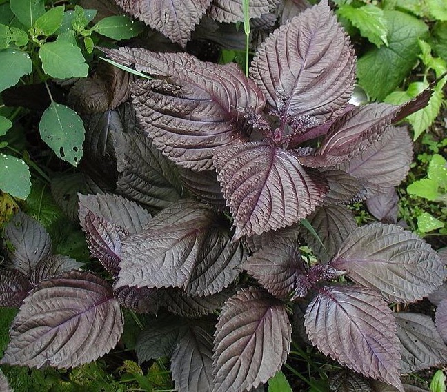 Purple Shiso Seeds, Perilla, Japanese Basil, Red Mint, NON-GMO, Variety Sizes