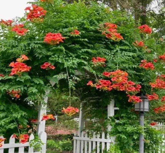 50+ Orange Trumpet Vine Seeds (Campsis radicans) Showy Crepper Flower Free S&H