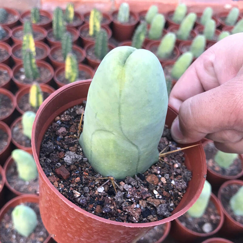 8CM Succulent Cactus Plant Eulychnia Castanea Male Sexy Cactaceae Home Garden