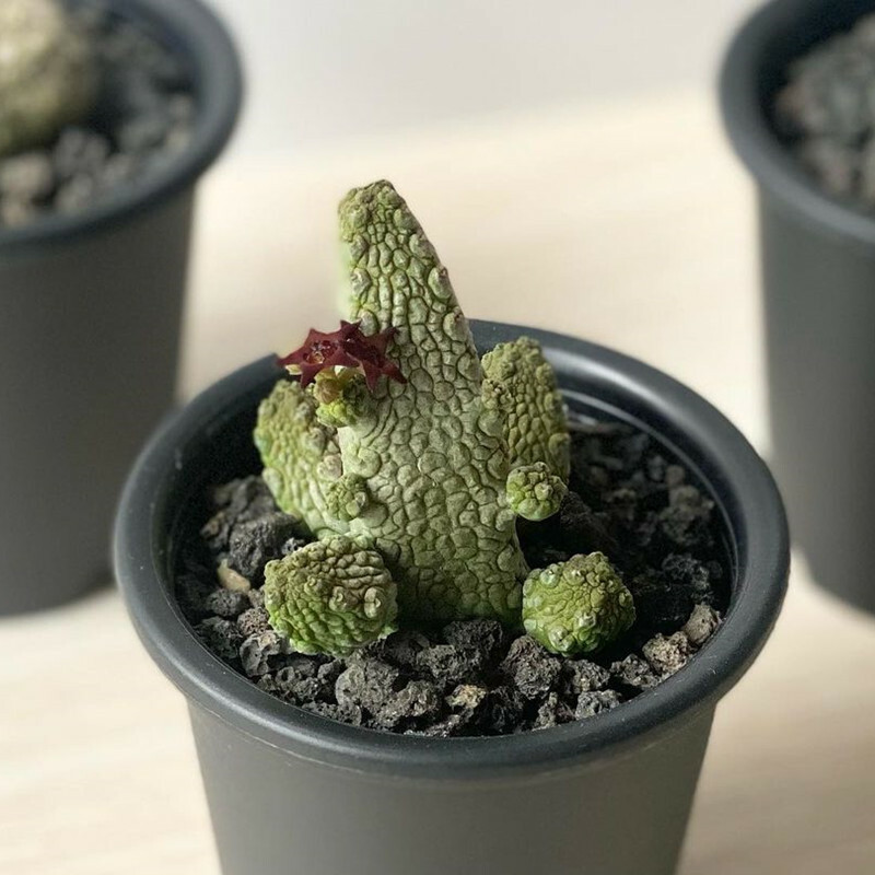 4-5CM Succulent Cactus Plant Pseudolithos Caput-Viperae（Multi-Heads）Apocynaceae.
