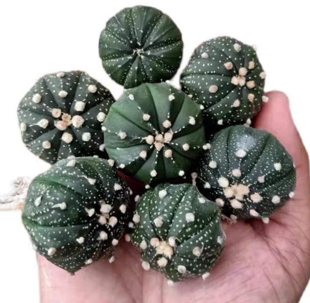 10PCS 5CM Astrophytum asterias cactus plants potted Plants Home Garden Bonsai