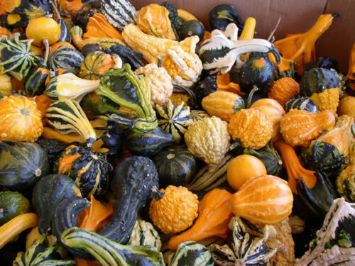 Gourd Seeds, Large and Small Mix, NON-GMO, Ornamental, FREE SHIPPING