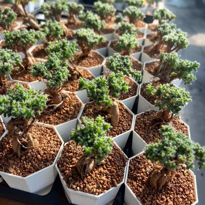 5CM Succulent Plant Trichodiadema Bulbosum Schwantes Aizoaceae Home Garden Plant