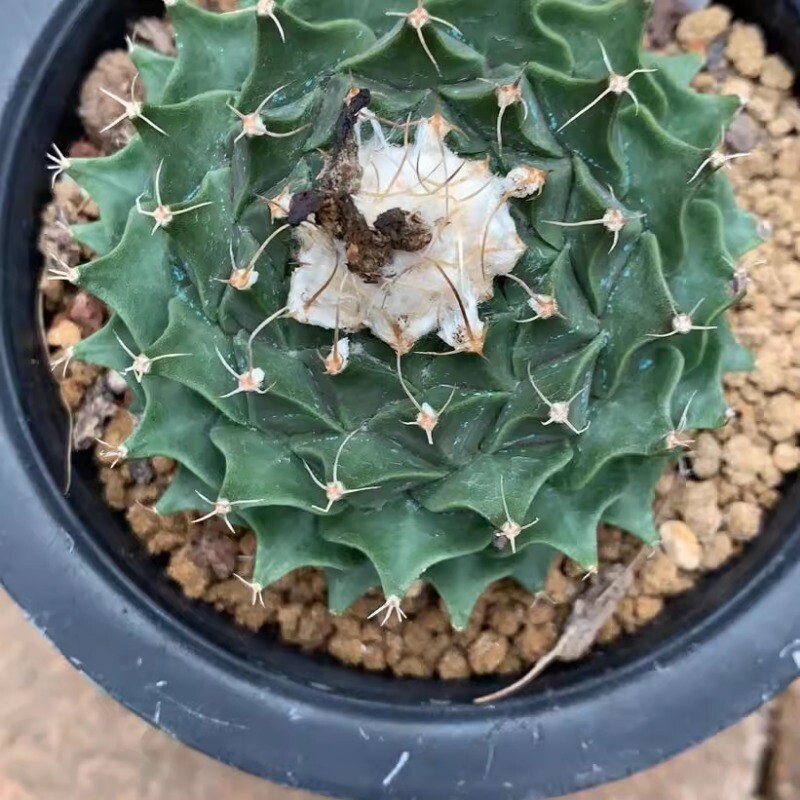 7-8CM Succulent Cactus Plant Obregonia Denegrii Cactaceae Home Garden Beautiful
