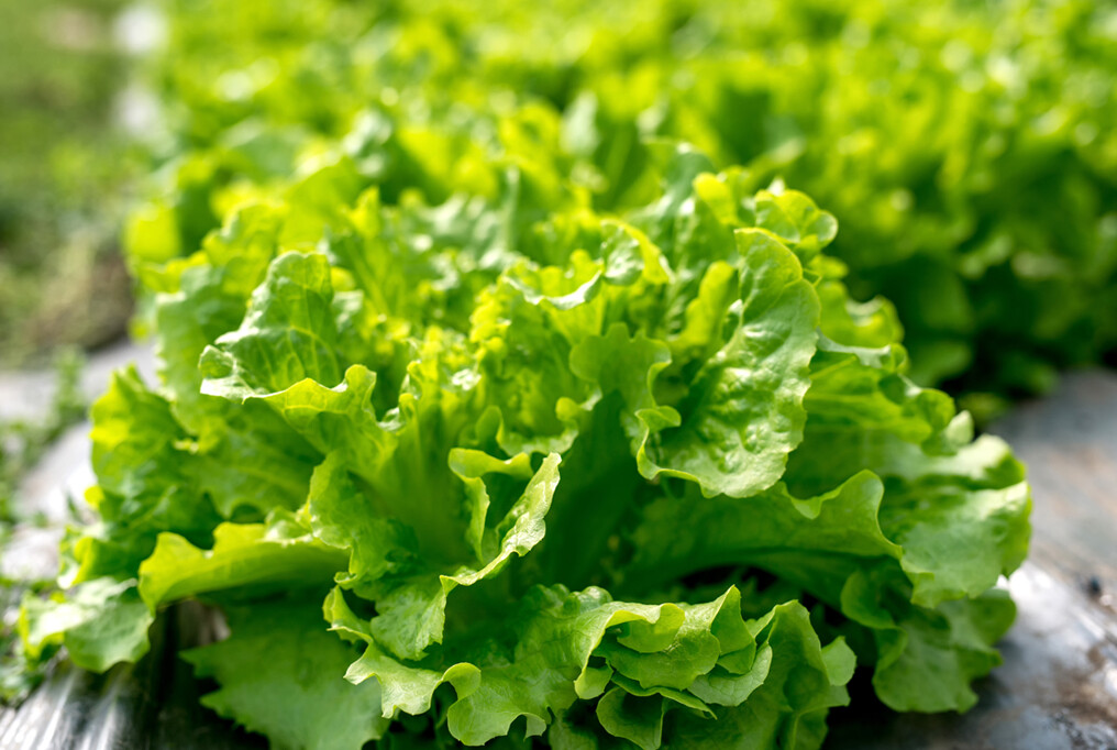 Black Seeded Simpson Leaf Lettuce Seeds, Looseleaf, Heirloom, NON-GMO, FREE SHIP