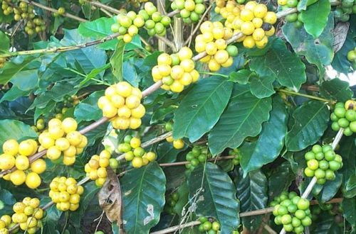 BRAZILIAN YELLOW BOURBON COFFEE BEANS MEDIUM ROASTED 5 POUNDS IN 1 POUND BAGS