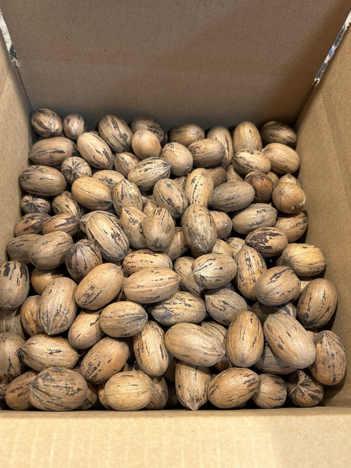 10 Lbs. 2025-2026 Squirrel Grade Pecans In The Shell, Not For Human Consumption