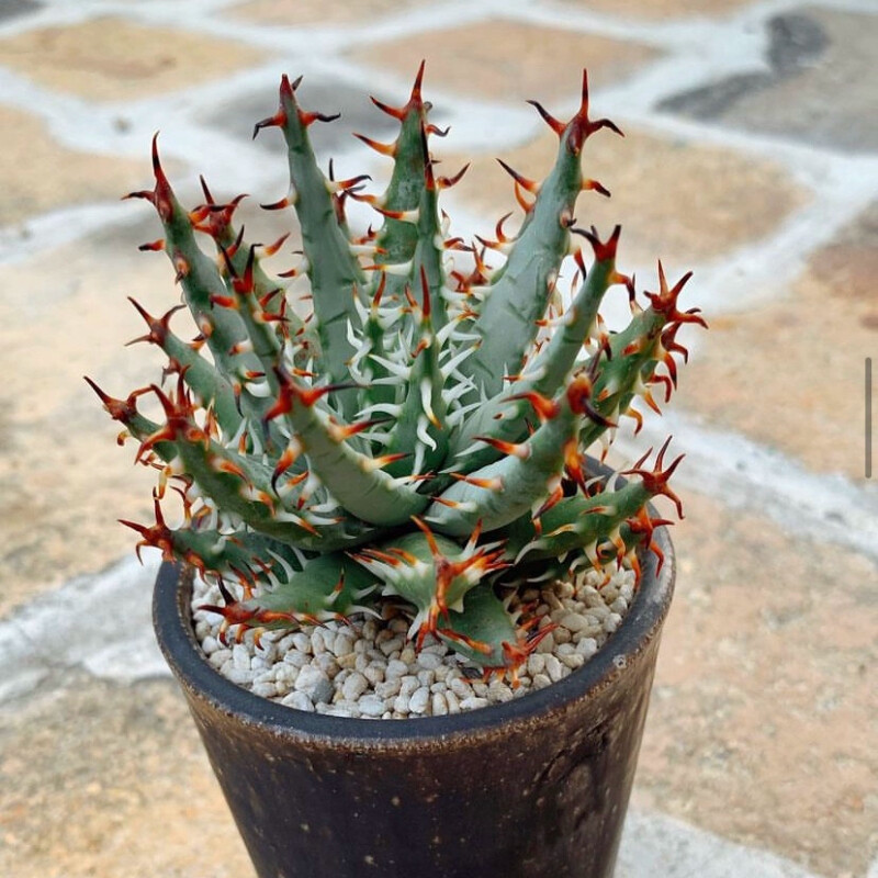 5CM Succulent Aloe Plant Aloe Erinacea Liliaceae Home Garden Beautiful Plant