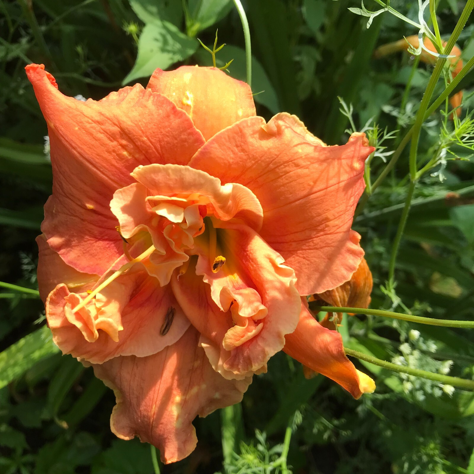 Assorted Daylilies, Mixed Daylilys, perennial’s return every year multiplying