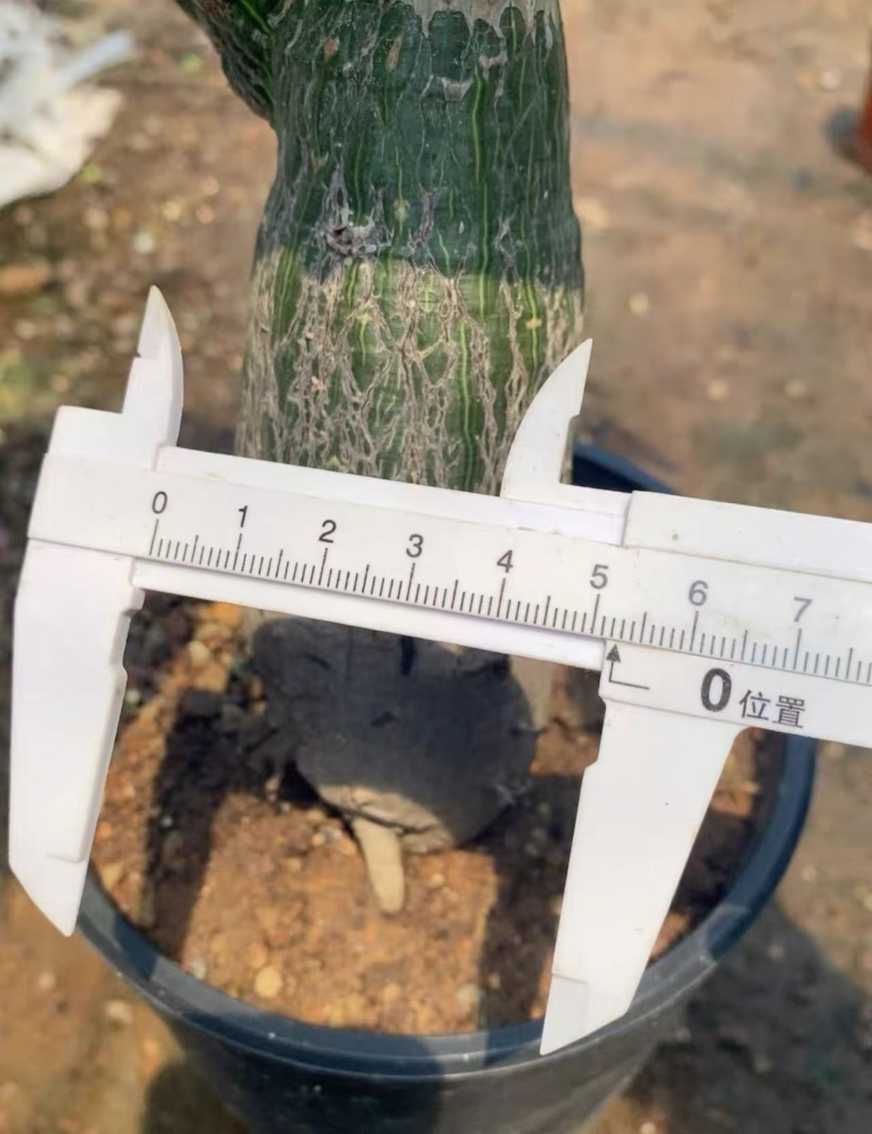 Cactus Succulent Plant Pseudobombax ellipticum Beautiful Home Garden Plant 4-5CM