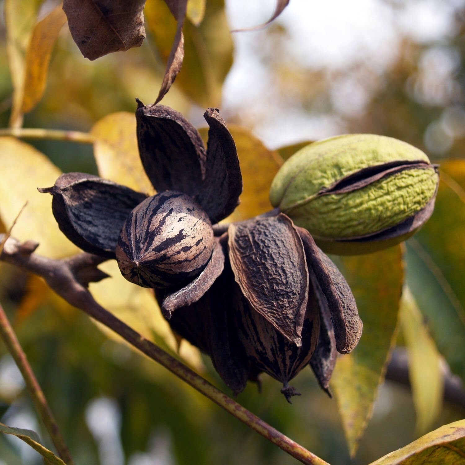 Northern Sweet Pecan Tree Seeds/Nuts (Carya illinoinensis) Hardy-Zone 5 Edible