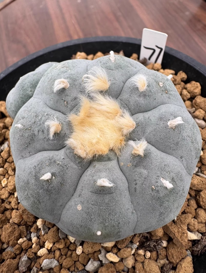 8cm Multi Heads RareSucculent Plant LW Cactus OwnRoot WYSIWYG Boutique Garden#77