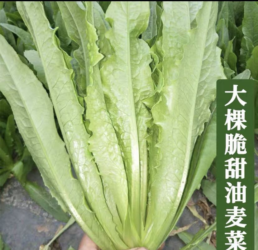 500+ A Choy、Yu Mai Tsai、Sword Lettuce Seeds 500多粒油麦菜、A菜种子 2023年产的新种子