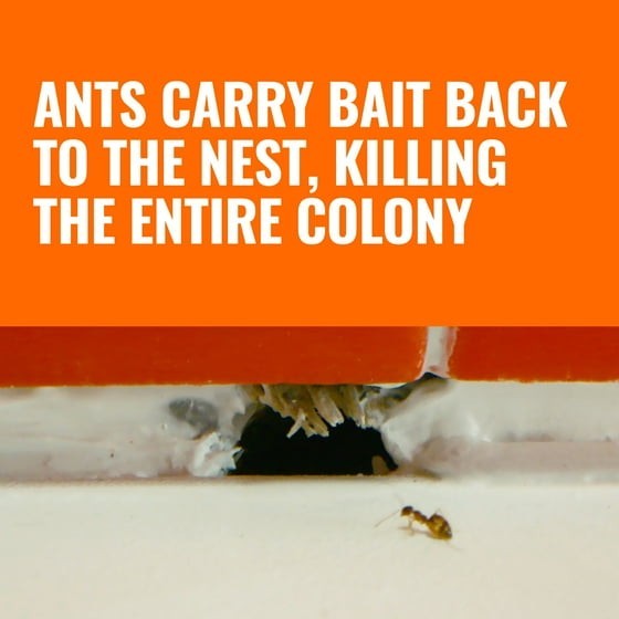 TERRO Liquid Ant Bait Ant Killer 6 Bait Stations 2 Packs