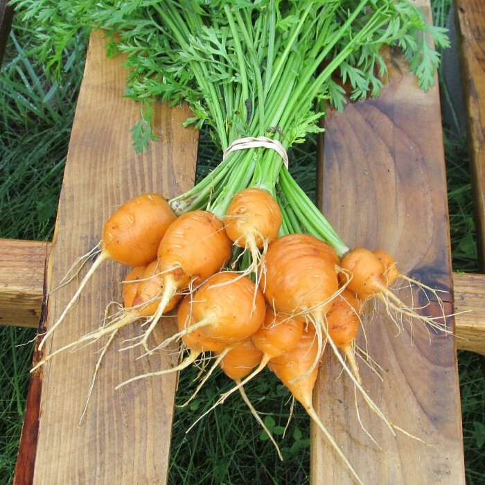 Parisian Carrot Seeds | Non-GMO | Free Shipping | Seed Store | 1088