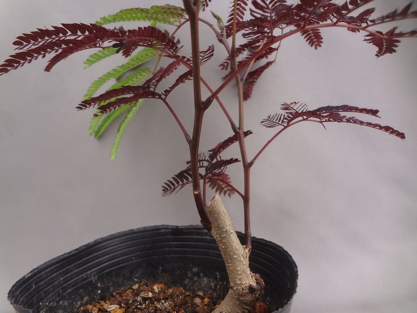 Albizia julibrissin ‘Karasuba’ black leaf [Must read description]