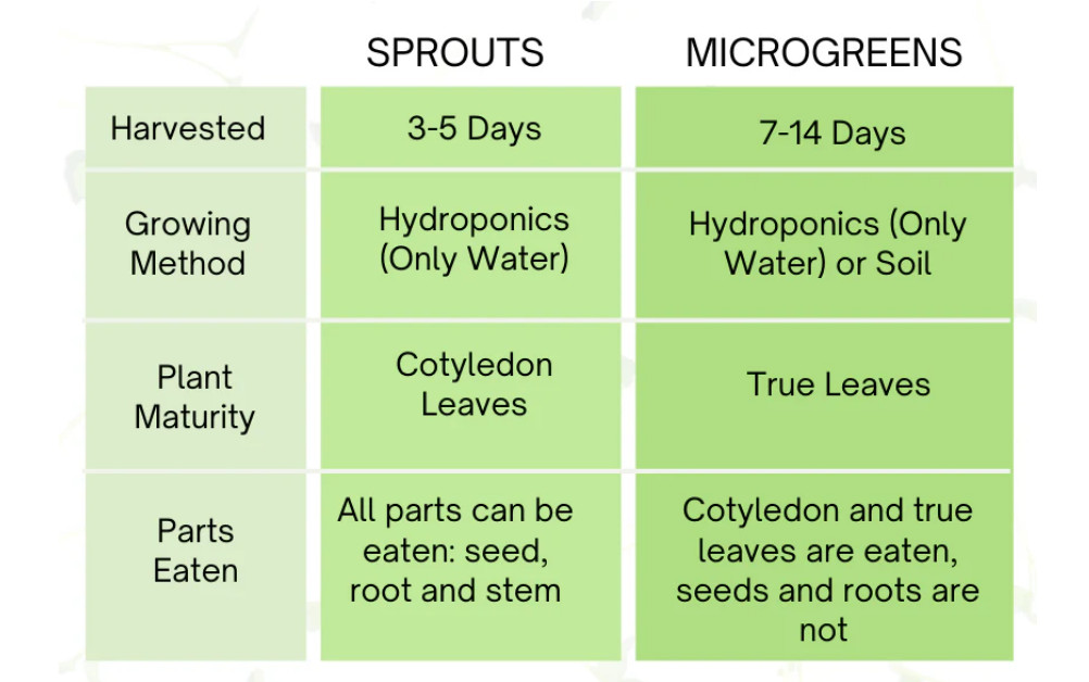 Organic MICROGREEN Seeds | Fresh Heirloom Non GMO Sprouting Seeds