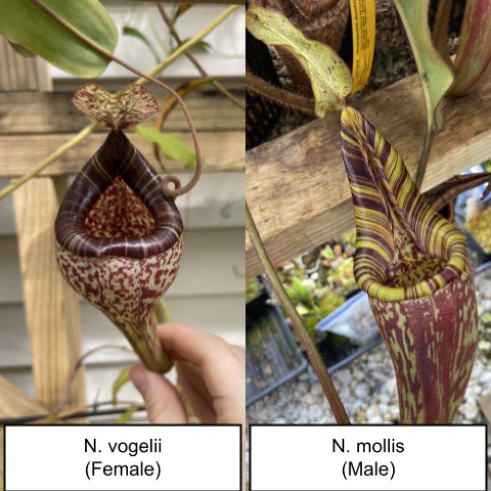 Nepenthes vogelii x mollis seeds – Fresh, produced by seller (US)