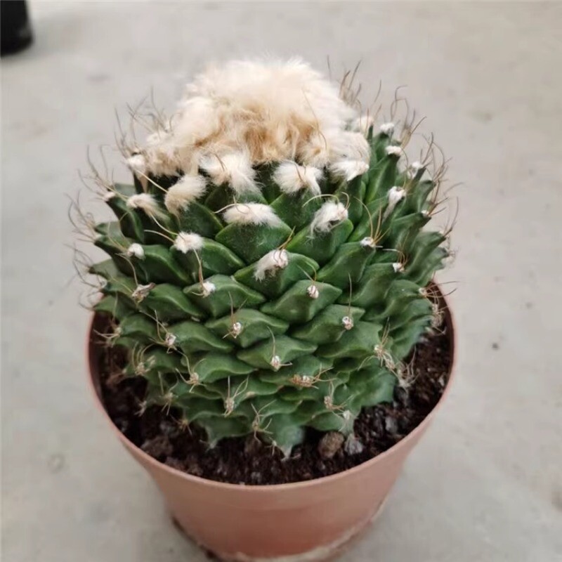 7-8CM Succulent Cactus Plant Obregonia Denegrii Cactaceae Home Garden Beautiful