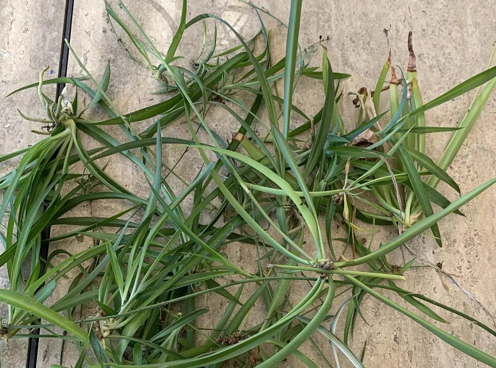Spider Plant 10 Ready to Root Plants Easy Care Cleans Indoor Air