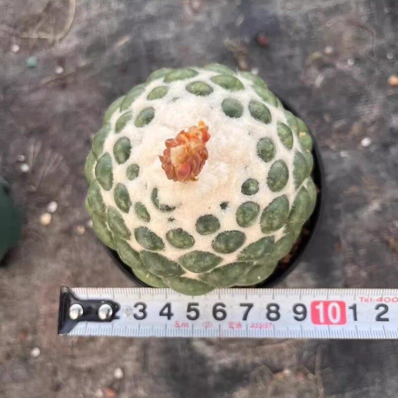 8CM Succulent Cactus Plant Coryphantha Elephantidens Stingless Cactaceae Plant