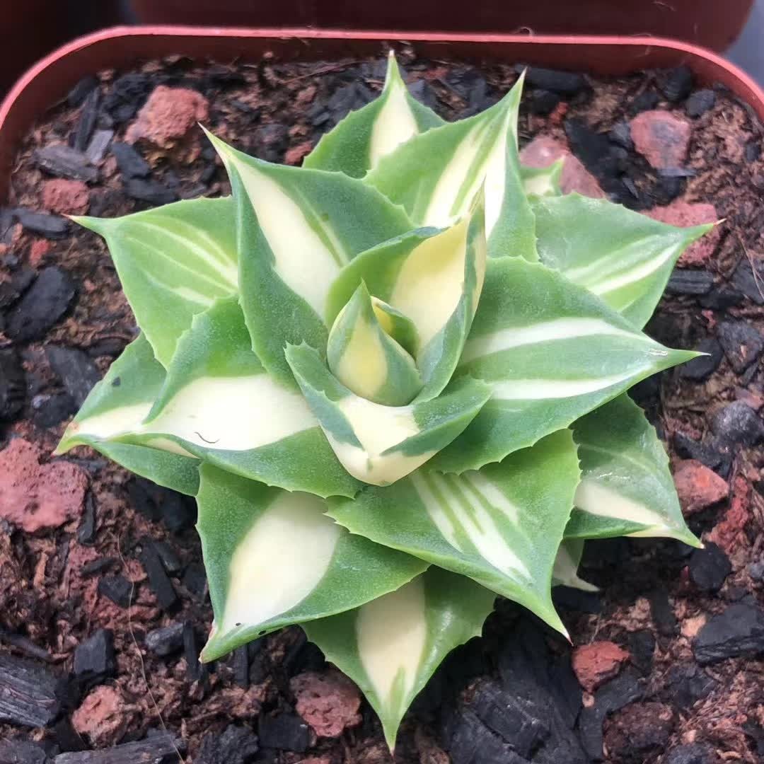 4-5CM Succulent Plant var.Verschaffeltii Compacta Agavaceae Agave Potatorum