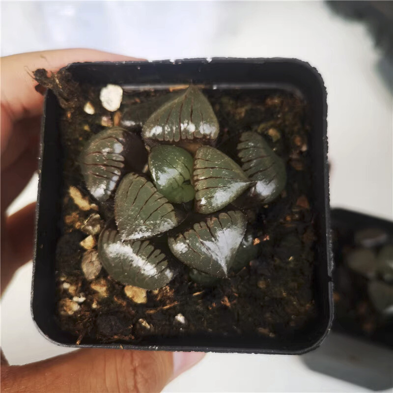 5CM Succulent Plant Haworthia Comptioniana Sun Moon Lake Liliaceae Home Garden