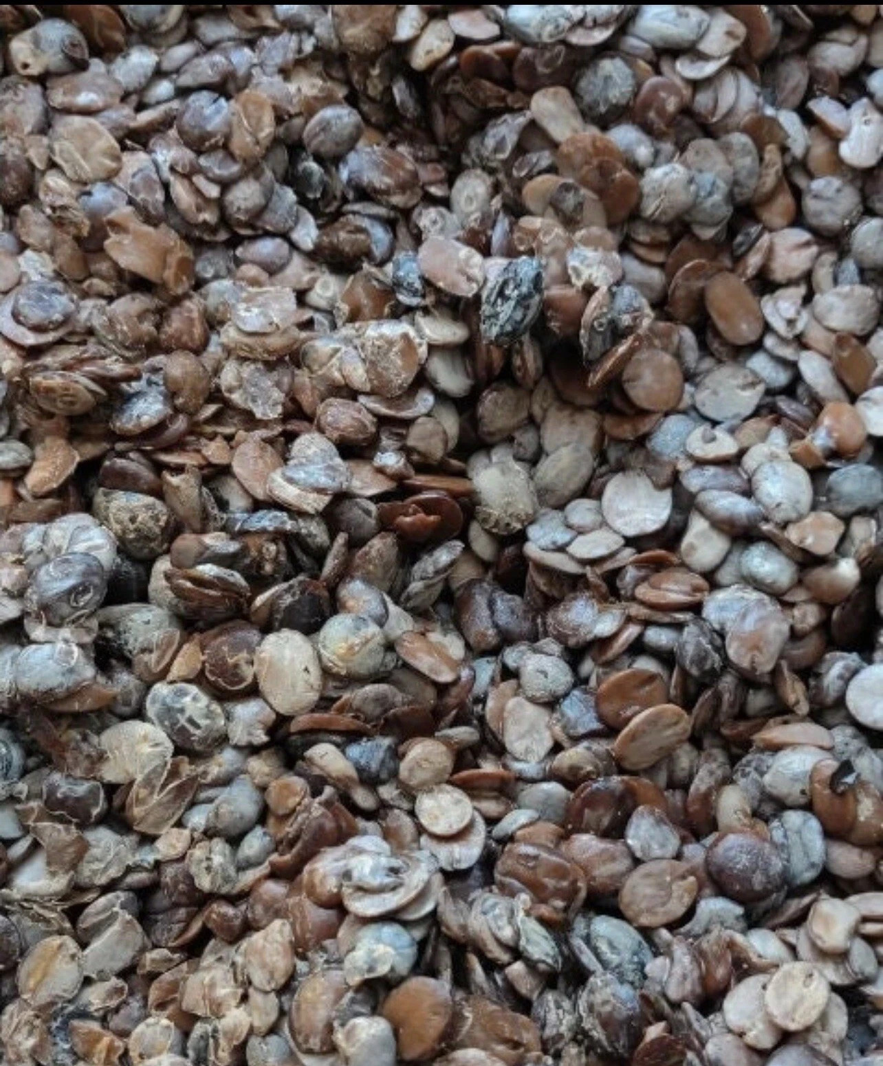 Fresh Irú Locust Beans 16OZ container Stone Free/100% money back guaranteed