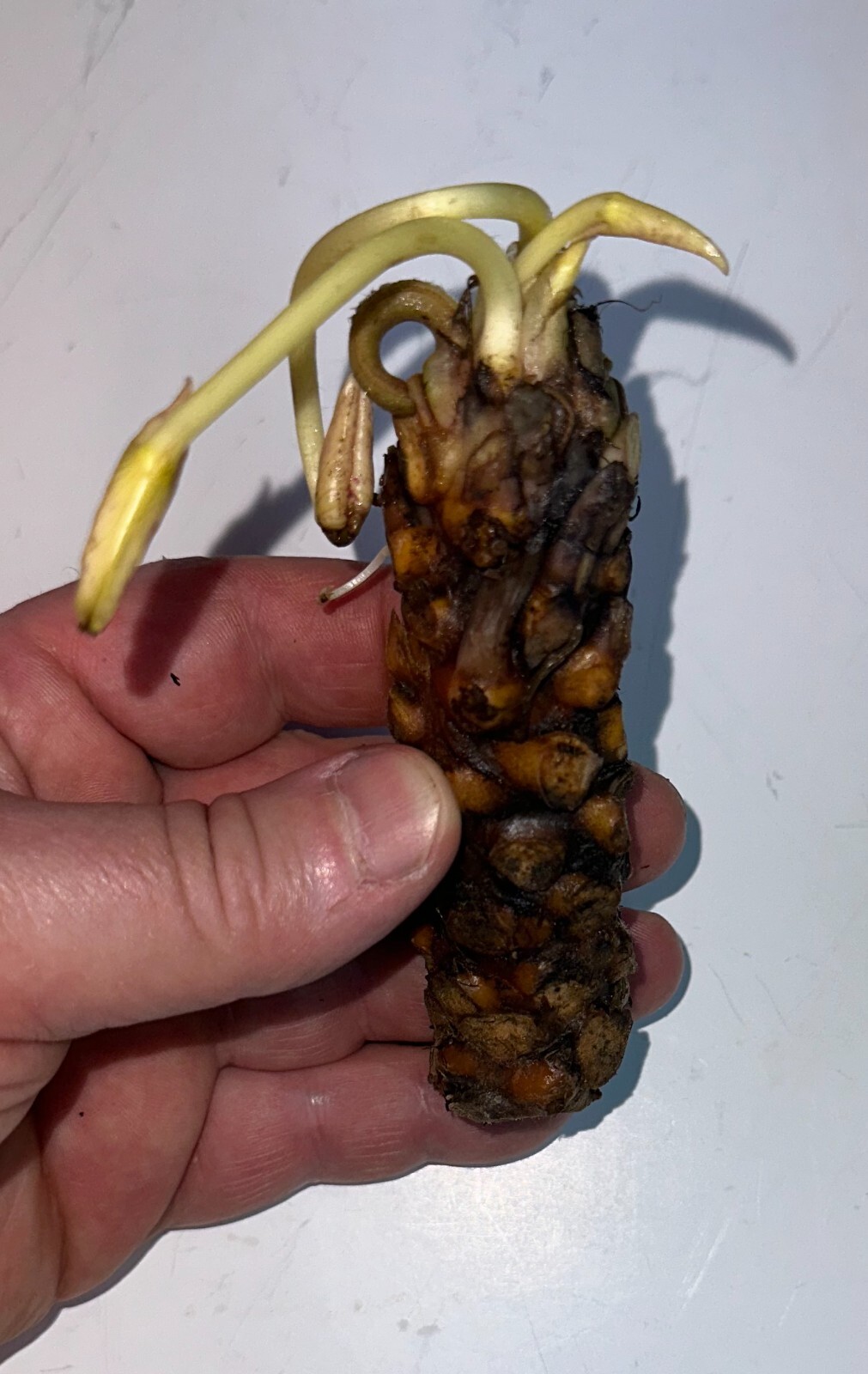 RED Live Hardy Water Lily Tubers Aquatic Pond Plants Lilies