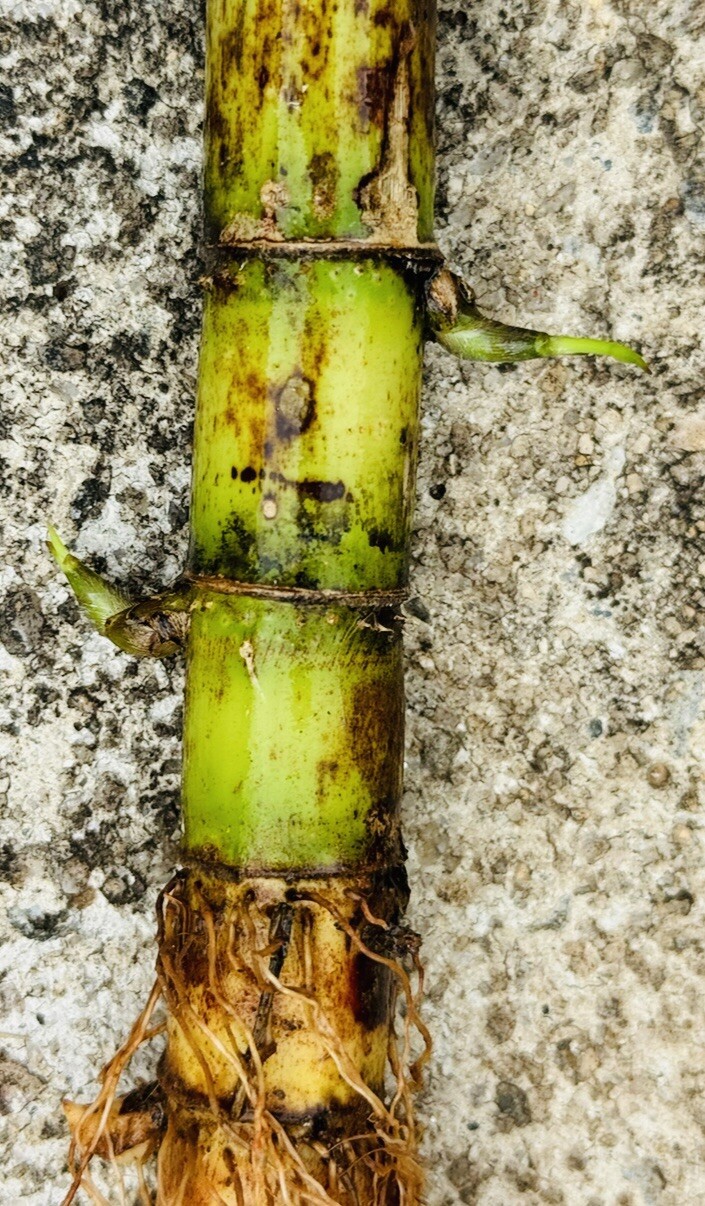 5 PCS ROOTED GREEN SUGARCANE CUTTING SWEET JUICY LIVE PLANT READY TO PLANT
