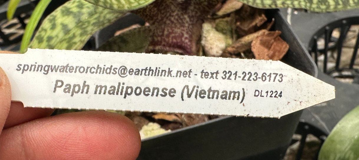 GREEN PARVI VIETNAM PAPH ORCHID SPECIES malipoense BS plant 4 inch pot