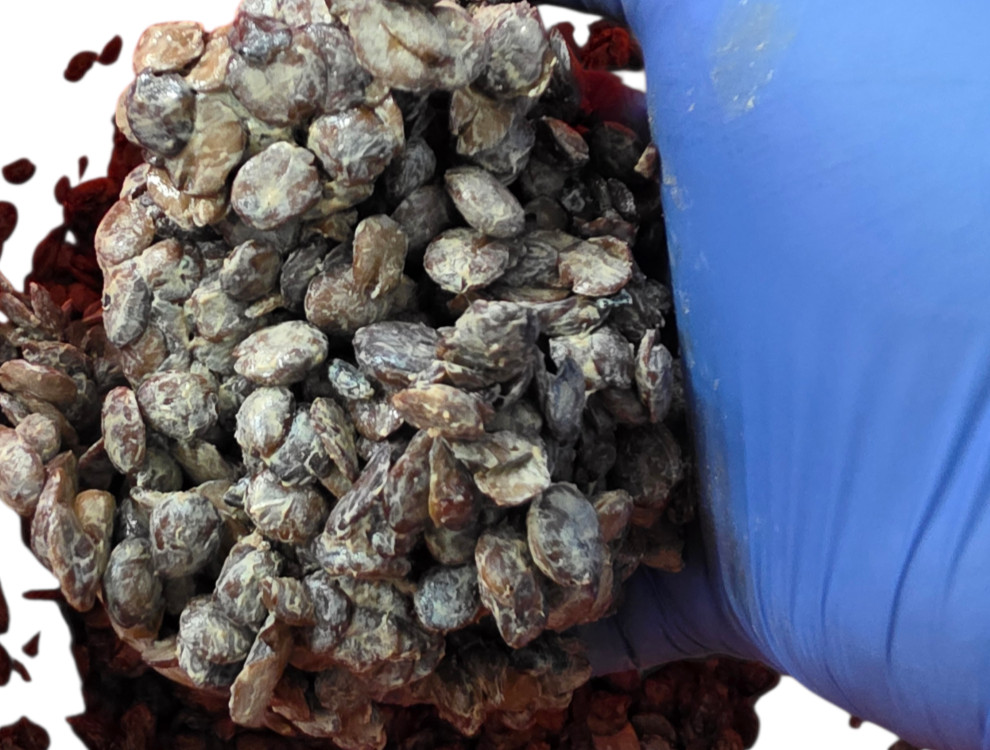 Fresh Irú Locust Beans 16OZ container Stone Free/100% money back guaranteed
