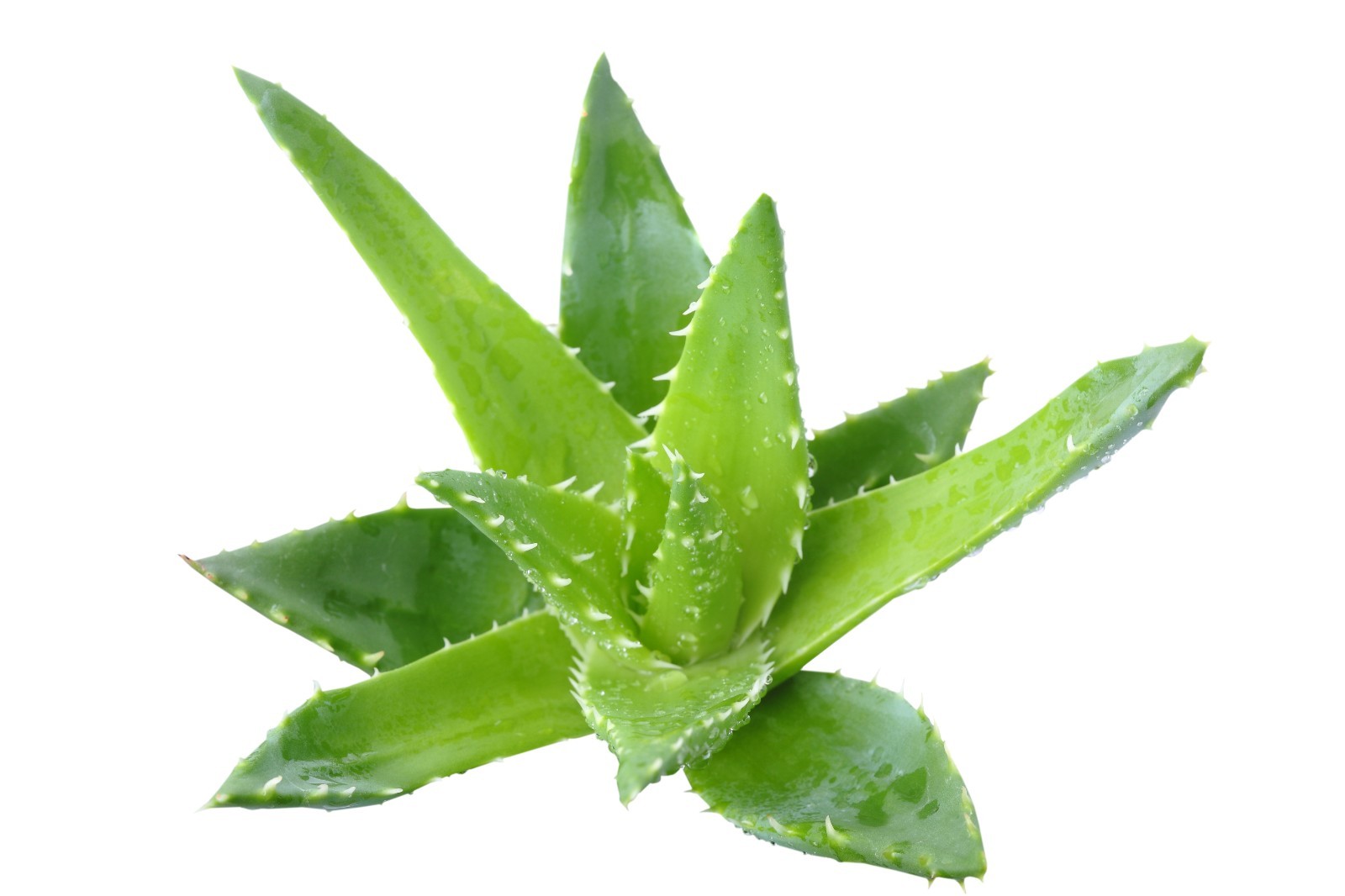 Aloe Vera gel powder 4oz 8oz 16oz 1lb 32oz 2lb 3lb 8lb 20kg Paje beauty nutriti