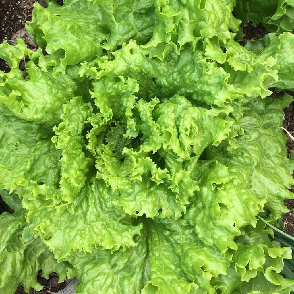 Grand Rapids Lettuce TBR, Garden Salad Greens, NON-GMO, FREE SHIPPING