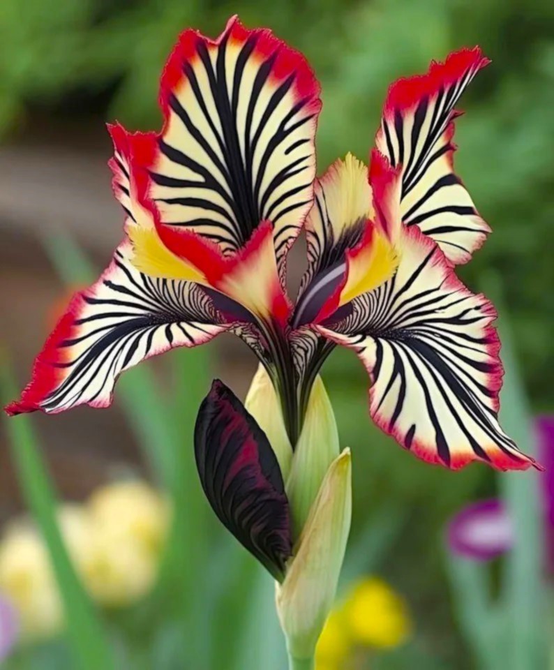 50 Iris Seeds Tricolor Much Less Money Than Bulbs !