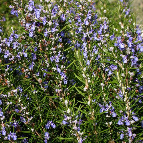 Rosemary Seeds | 25 Seeds | Heirloom – Non-GMO | Free Shipping | Herb Seeds 1163