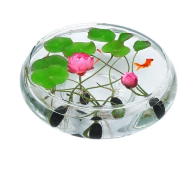 10pcs Pre-Sprouted Mixed Color Bonsai Bowl Lotus Ideal Indoor and Outdoor