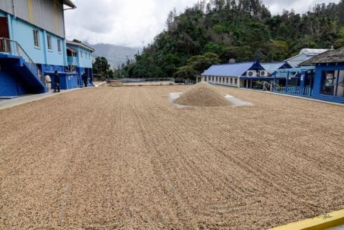 BRAZILIAN YELLOW BOURBON COFFEE BEANS MEDIUM ROASTED 5 POUNDS IN 1 POUND BAGS