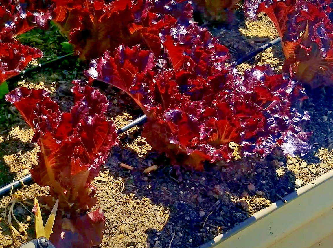 1000+ RUBY LETTUCE SPRING MIX SALADS GARDEN VEGETABLE HARDY HEIRLOOM NON-GMO USA