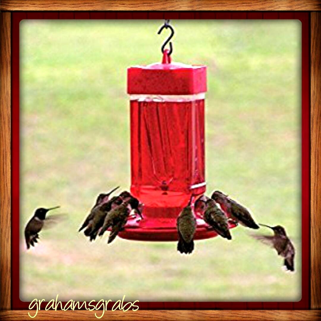 FIRST NATURE HUMMINGBIRD FEEDER 32 OZ WIDE MOUTH #3055 EASY CLEAN MADE IN USA!