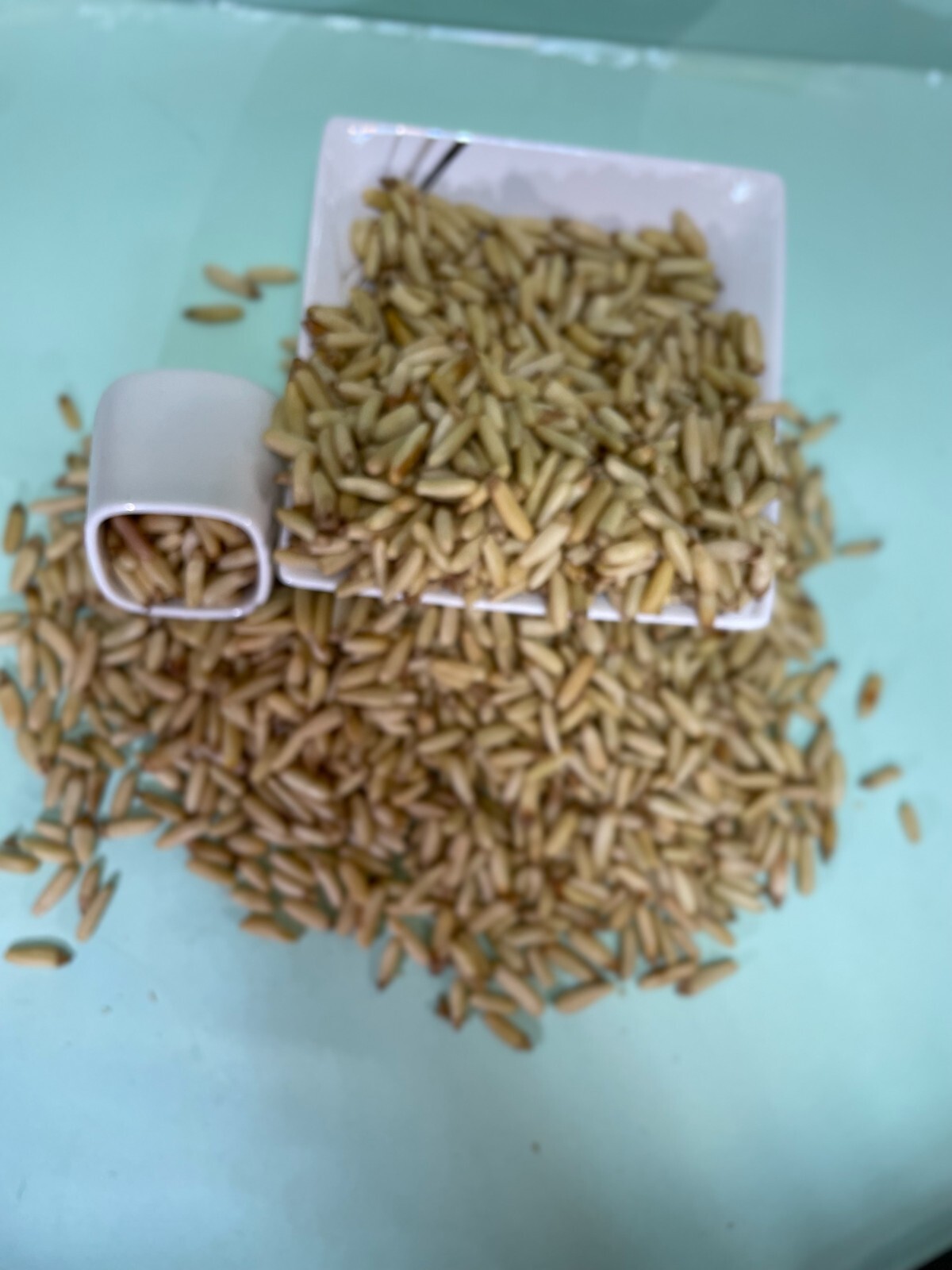 pine nuts Nuts – Whole Nuts, FOODS Pine Nuts, NOW FOODS Pine, Pine Nuts 250g A+