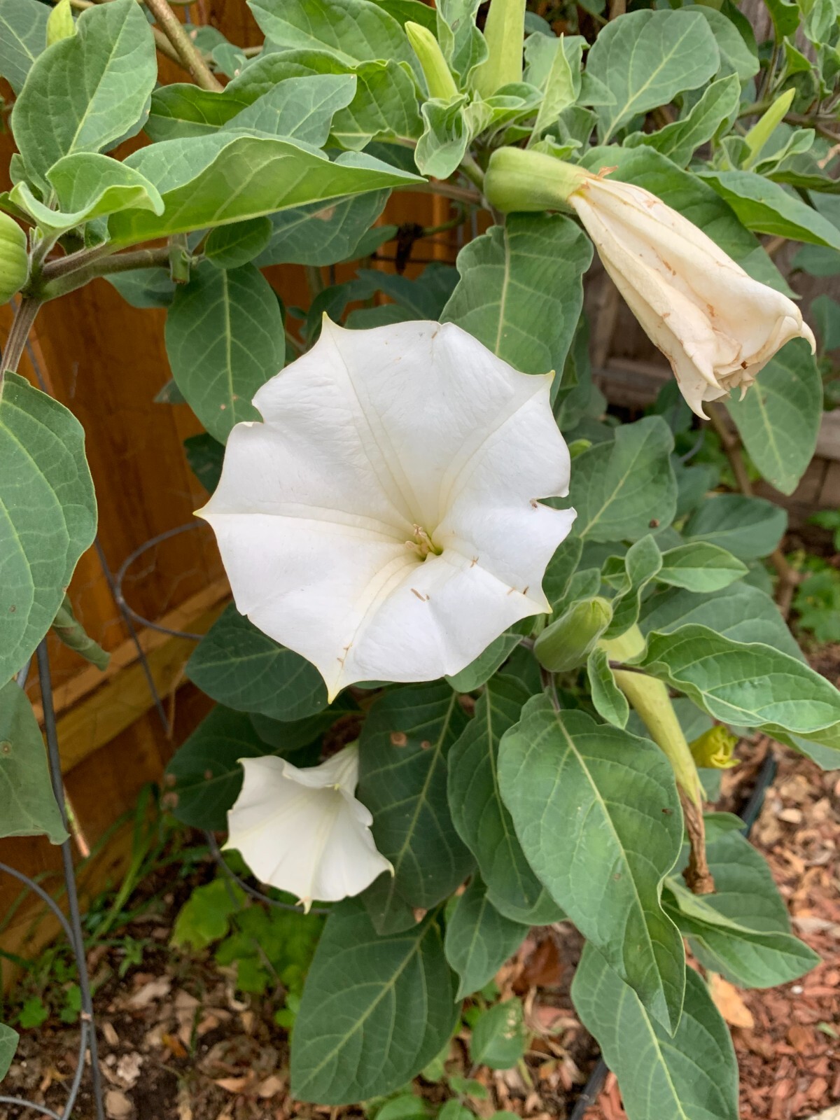 100+ Angle’s Trumpet, Datura White Moon Flower, Texas Seeds, GREAT germination!