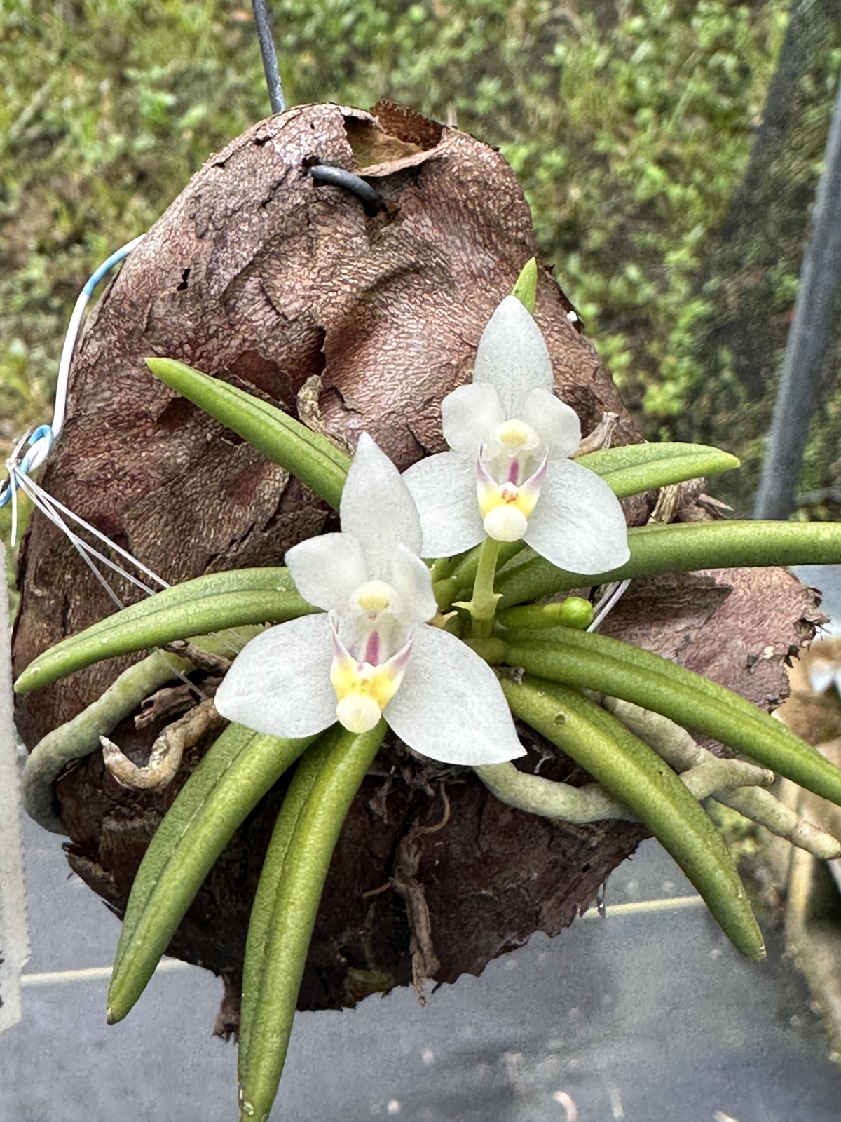 VIETNAM MINIATURE ORCHID SPECIES Brachypeza semiteretifolia BS mounted