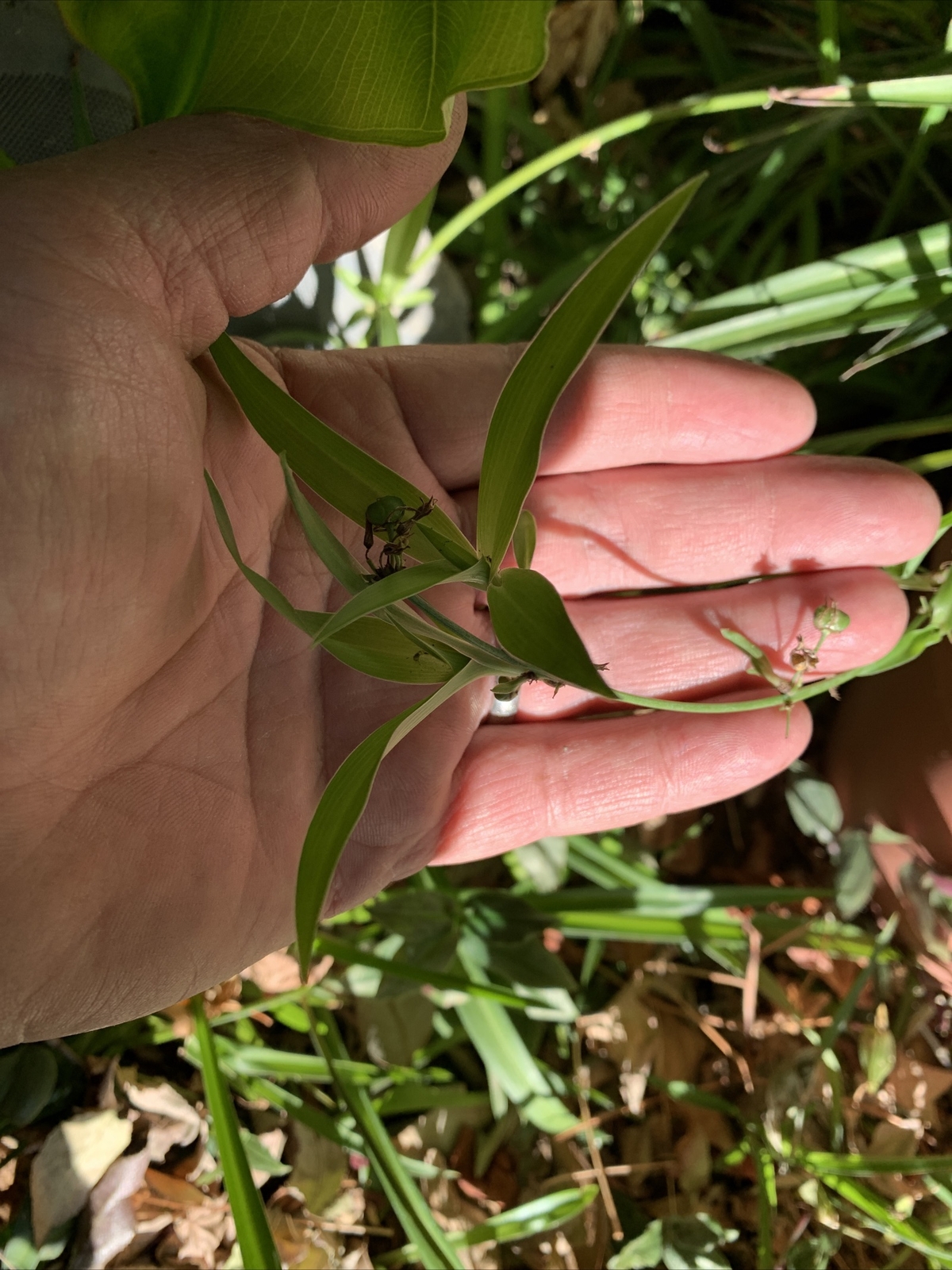 Spider Plant 10 Ready to Root Plants Easy Care Cleans Indoor Air
