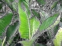 Giant White Bird of Paradise – Live Plant in a 3 Gallon Pot