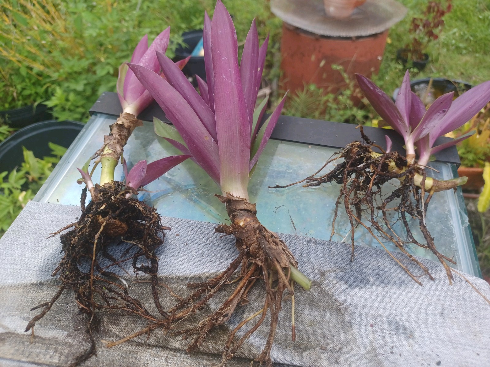 20 Bare root Dwarf Oyster