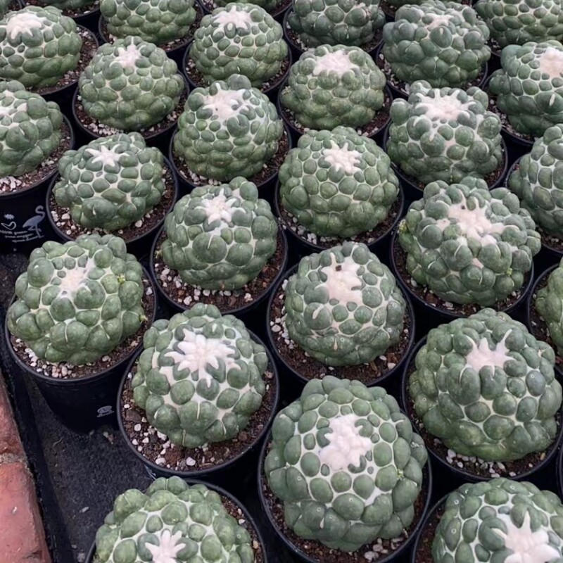 8CM Succulent Cactus Plant Coryphantha Elephantidens Stingless Cactaceae Plant