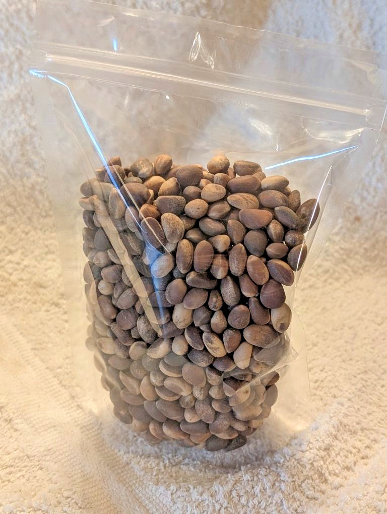 New Mexico Piñon Pine Nuts 2024 | 8oz ~ Roasted & Salted Pinon